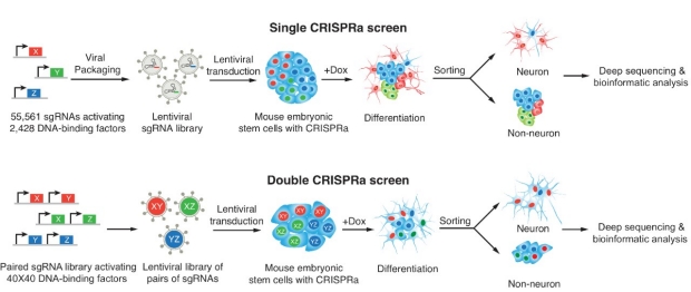 CRISPRa screens